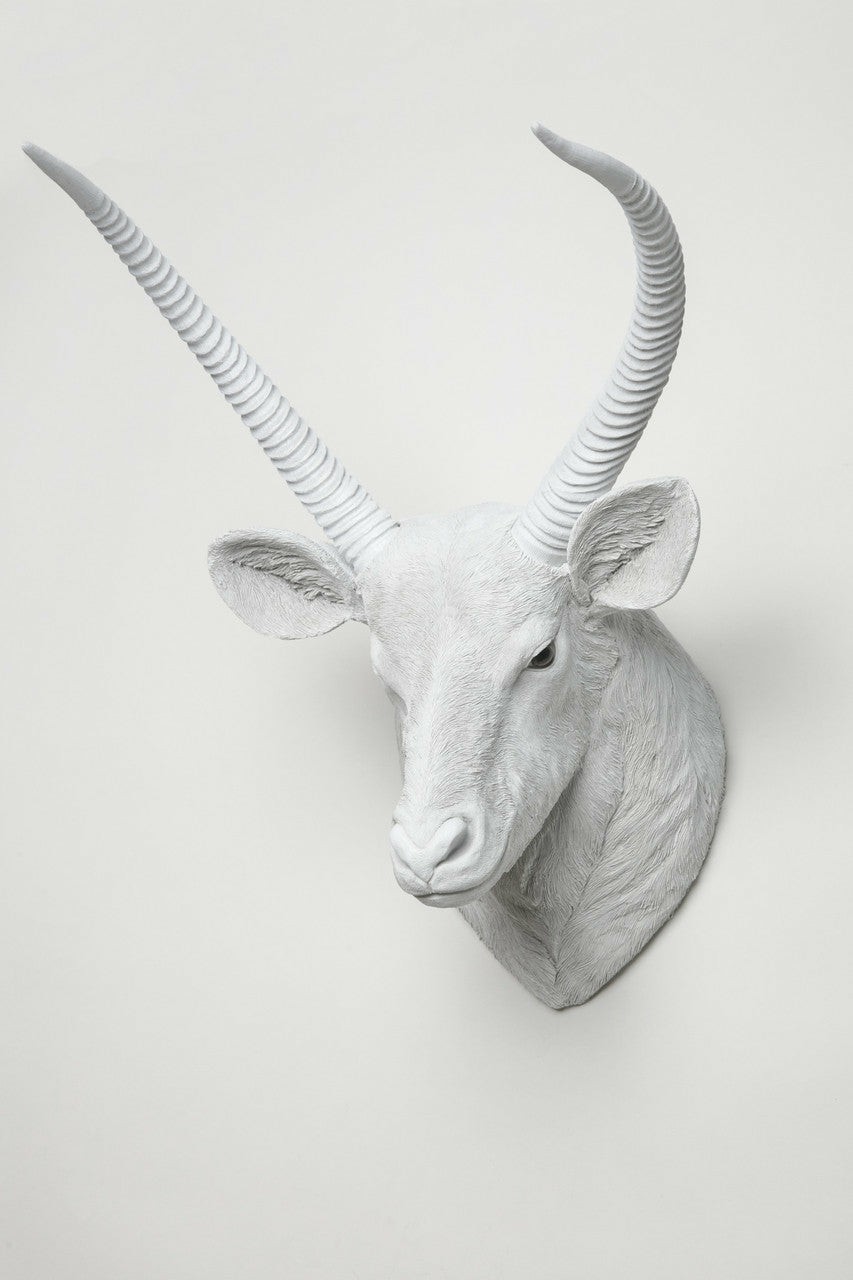 Buck Head Taxidermy