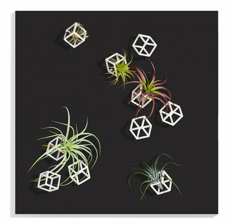 Wall Play ‘Cubical’ W/ Tillandsia Mix